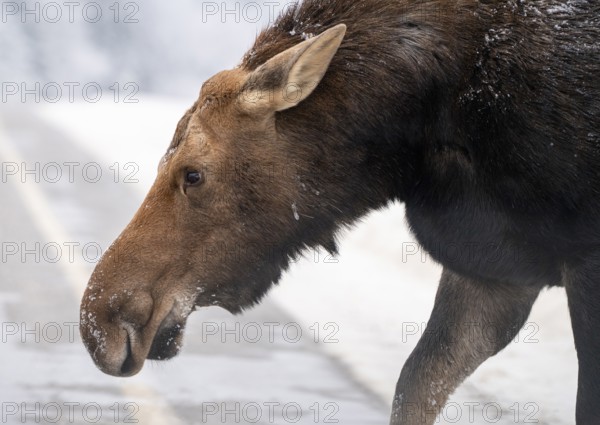 Moose in the Snow in Riding Mountain Provincial Park Canada