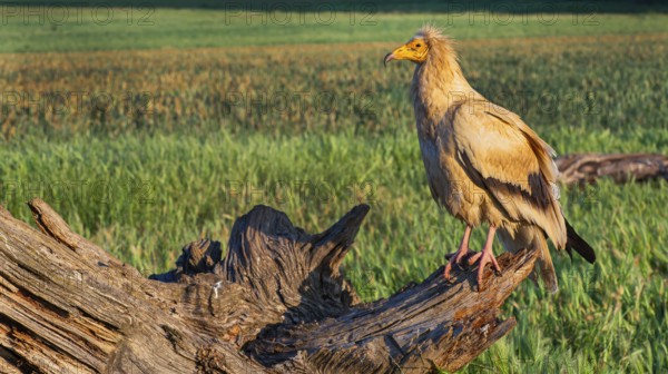 Egyptian Vulture, Neophron percnopterus, Agricultural Fields, Castilla y Leon, Spain