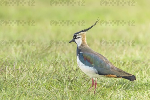Lapwing, Northern Lapwing in the grass (Vanellus vanellus) Peewit