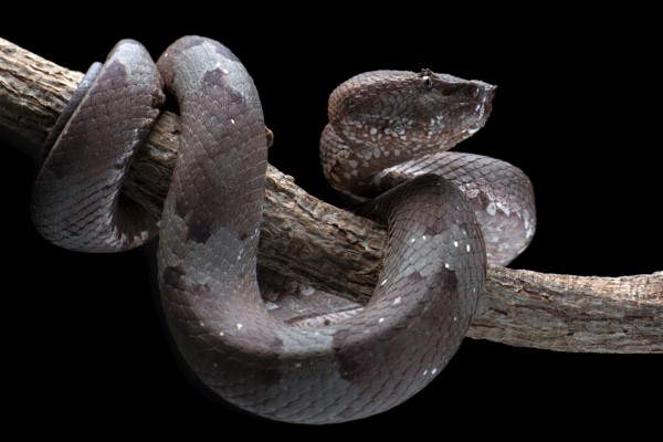 Flat nose pit viper in black background