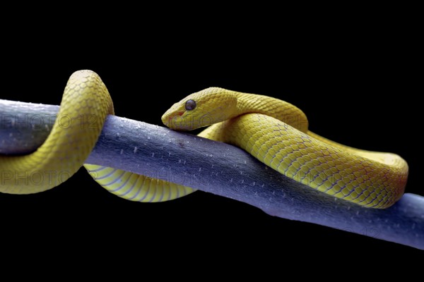 White-lipped tree viper, is a venomous pit viper species endemic to Southeast Asia