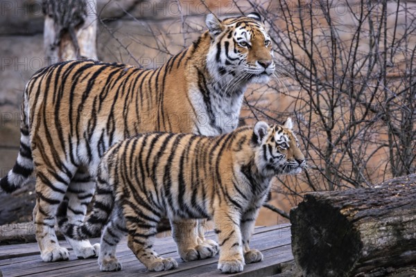 Siberian tiger with cub, Panthera tigris altaica