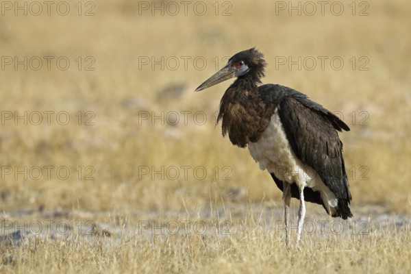 Abdim's stork, Ciconia abdimii, Oman