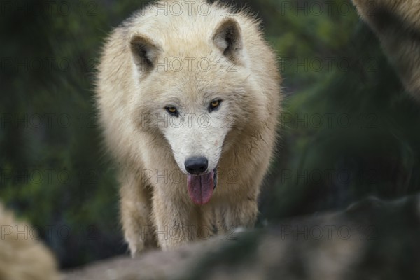 Arctic wolf (Canis lupus arctos), also known as the white wolf or polar wolf