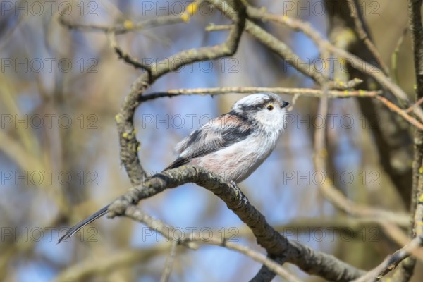 Long-tailed tit on branch (Aegithalos caudatus) Cute little Bird