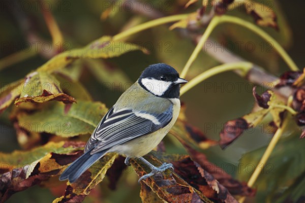 Great tit in autumn leaves of a chestnut tree. Parus major. Great tit in an autumn coloured chestnut tree