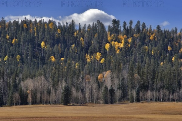 A dense grove with multi-coloured bright trees