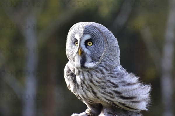 Great horned owl Ole at the Falkenhof Potsdam