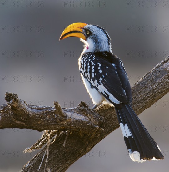 Yellow-billed Hornbill on perch, Hornbill, (Tockus flavirostris) in Samburu National Reserve, Kenya