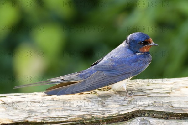 Barn Swallow Hirundo rustica, order Passeriformes, suborder Passeres, family Hirundinidae, genus Hirundo, animals, birds, resting on tree trunk, sideways, Hesse, Federal Republic of Germany