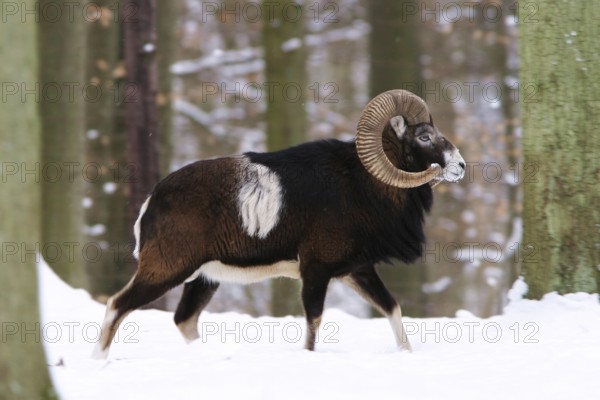 European mouflon (Ovis musimon) in winter forest, ram, mouflon ram, side view, winter landscape, snow Federal Republic of Germany