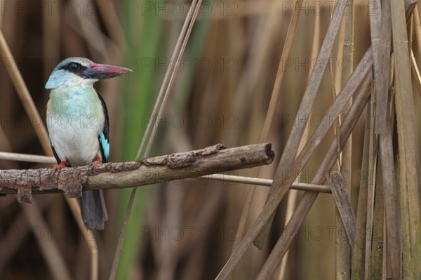 Kingfisher, (Halcyon malimbica), kingfisher family, perching bird, Africa, Gambia, Kotu creek canoe trip, Kotu, South Bank, Gambia