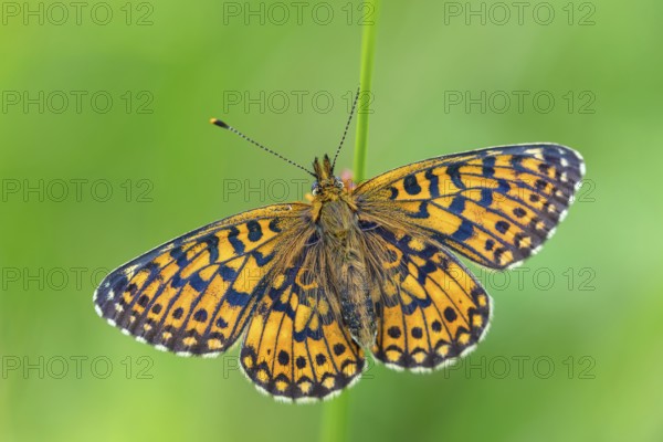 Small pearl-bordered fritillary, (Boloria selene), butterfly, butterfly, insect, macro, top view, Wadi Darbat, Salalah, Baden-Württemberg, Oman