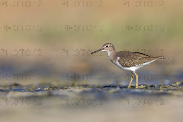 Common sandpiper, sandpiper (Actitis hypoleuco), biotope, habitat, foraging, Raysut, Salalah, Dhofar, Oman