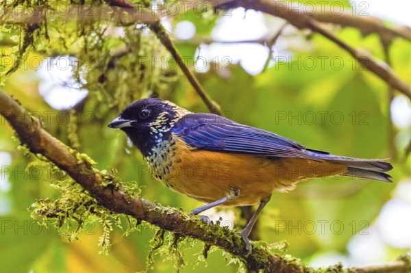 Central America, Monteverde, Costa Rica, Animals, Birds, Glossy-spotted Tanager, (Tangara dowii) Monteverde