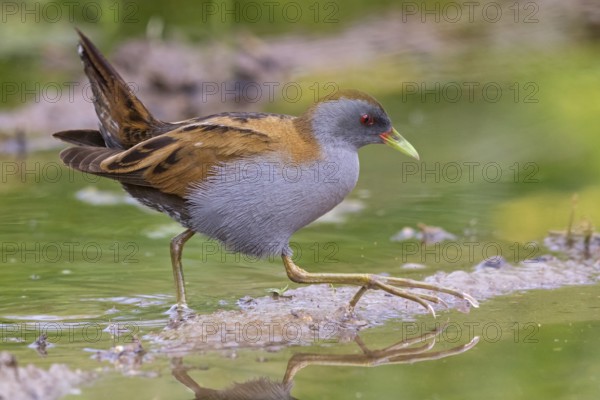 Little Crake, Little Crake, Small Crake, (Porzana parva), biotope, habitat, foraging, family of rails, waterfowl, waterbirds Lesvos, Greece