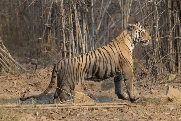 Tiger (Panthera tigris), Bengal tiger or Indian tiger, big cat (Pantherinae), carnivore (Carnivora), critically endangered, GPS tracker collar, climbs out of waterhole, bamboo, Tadoba National Park, tiger reserve, Maharashtra, Chandrapur, India