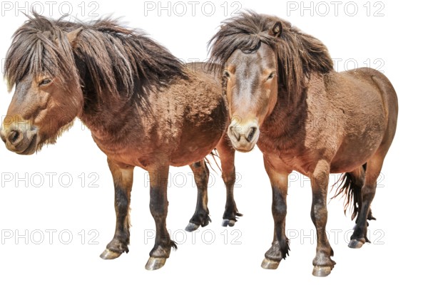Two pony horses from Namibia in dry season