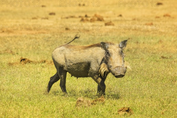 Side view of African warthog in the steppe of Addo Elephant National Park in Eastern Cape, South Africa. Addo N.P is a famous destination for African safari