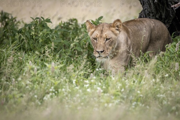 Lion walking towards the camera in the high grass in the Central Kalahari, Botswana