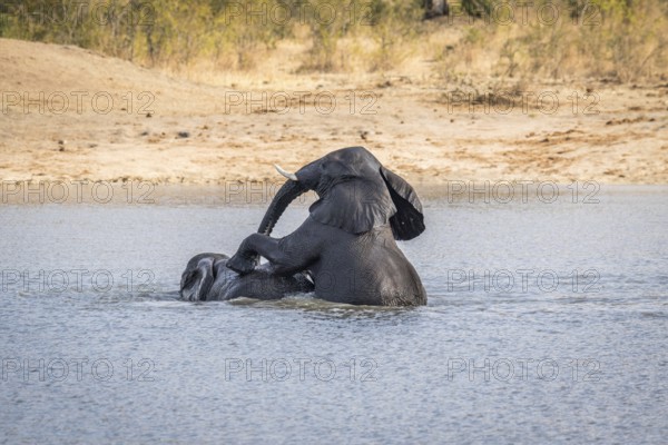 Two Elephants playing in the water in the Kruger National Park, South Africa