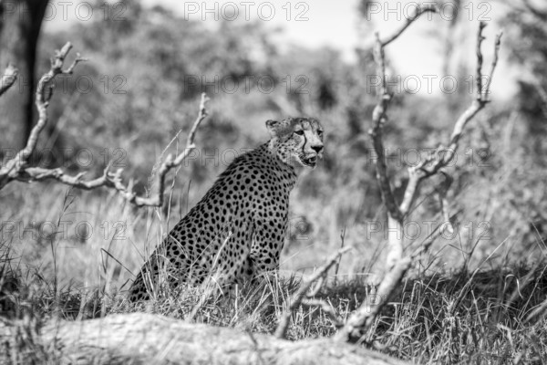 Stunning Cheetah in black and white in the Kruger National Park, South Africa