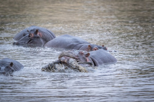 A Hippo lifting an Impala out of the water in the Kruger National Park, South Africa