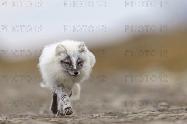 Arctic fox foraging, Arctic fox, (Alopex lagopus), Europe, Norway, Spitsbergen, Longyearbyen, Svalbard / Spitsbergen, Norway