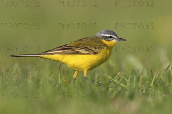 Blue-headed Yellow Wagtail, (Motacilla flava flava), Bergeronnette printanière, Lavandera Boyera, animals, bird, birds, biotope, habitat, foraging, NSG Der Spieß, Rheindürkheim, Rhineland-Palatinate, Germany