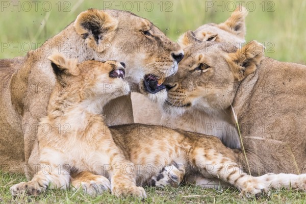 Resting lions flock with a playful lion cub on the savanna