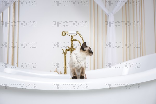 The theme is luxury and wealth. A cat without a tail of the Mekong Bobtail breed in a retro bathroom in the interior of the Barocoo Versailles Palace. Jewel jewellery on the neck
