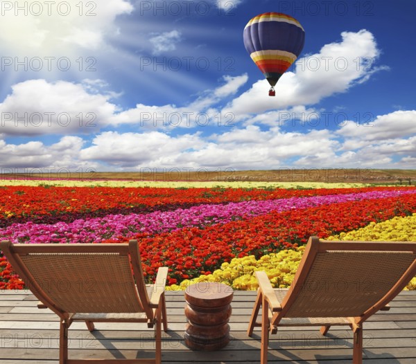 Field of multi-colored decorative buttercups Ranunculus Bloomingdale. Huge balloon flies over the field. Comfortable lounge chairs on wooden platform to stay