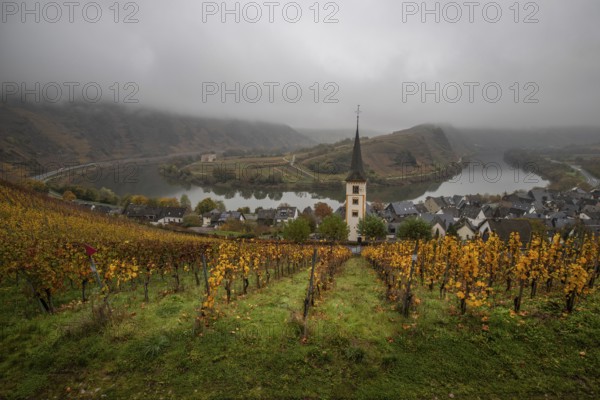 River in the mist meanders in a 180 degree loop through a valley between vineyards. A great landscape and lighting in the morning. Church tower, Moselle, Bremm, Moselle loop, Rhineland-Palatinate, Germany