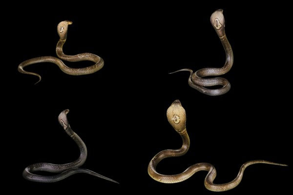 Four King Cobra Snakes Ophiophagus hannah, isolated on black background. behind view