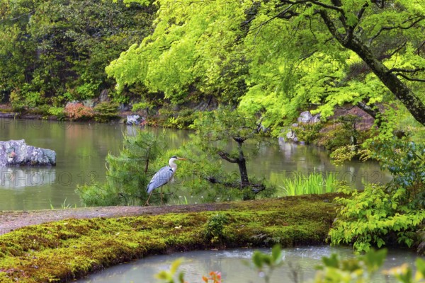 Kinkaku-ji, the Golden Pavilion, Temple complex in Kyoto. Japan. Magnificent park and lake surround the pavilion. Beautiful herons live on the shore of the lake. Rainy spring day