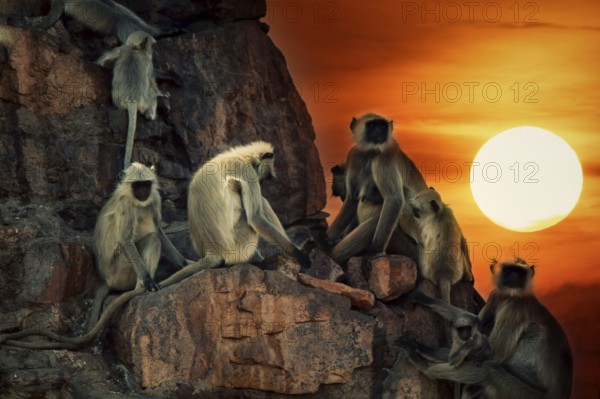 Family pack of monkeys langur are mostly females with cubs and young animals on the walls like in the history of Mowgli (Bander-logs). India