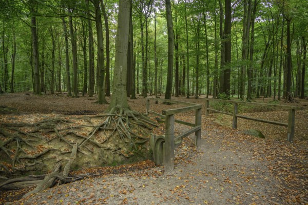 A forest path with exposed tree roots and dense trees, weseke, münsterland, germany