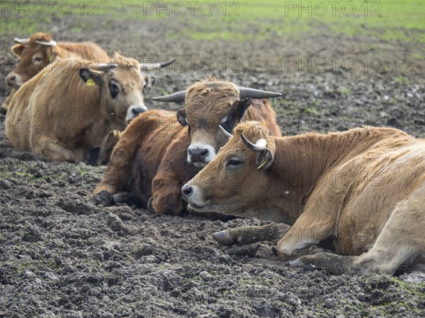 Group of cows resting in a field, münsterland, germany