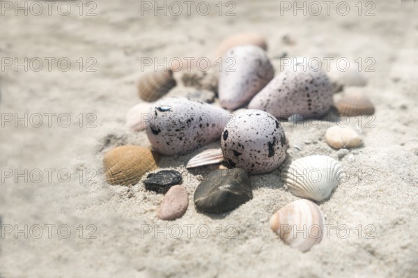 Clutch of a little ringed plover (Charadrius hiaticula), Noederney Island, Lower Saxony, Germany