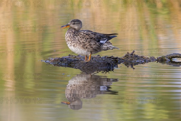 Gadwall, Animals, Birds, Duck, (Anas strepera), Mareca strepera, Wagbachniederung, Baden-Württemberg, Germany