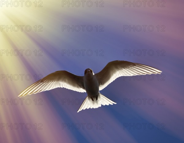 Young river tern (Common Tern, scray, Sterna hirundo) flying, hangs in place like white butterfly. Beauty of flight of birds
