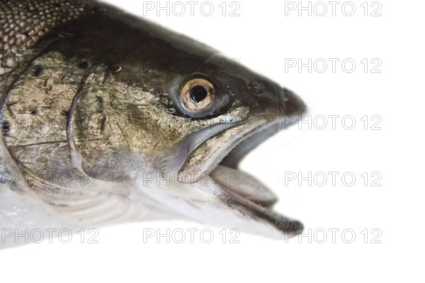 Fish head portrait. A hybrid of Atlantic salmon (Salmo salar) and Sea trout (Salmo trutta), clipping on the tail weak, more like trout. Gulf of Finland, Baltic sea. Isolated on white background