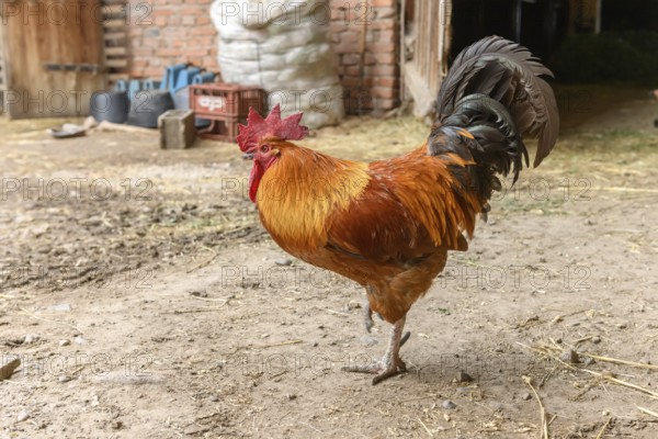 Free range rooster on a farm. Bas-Rhin, Collectivite europeenne d'Alsace, Grand Est, France