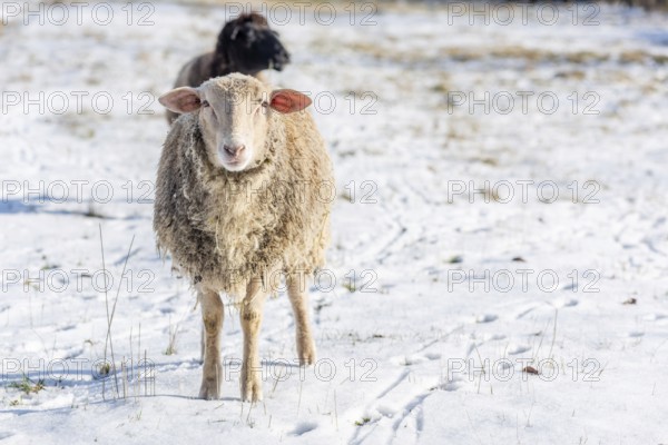 Sheep in a pen on a snowy winter morning in France