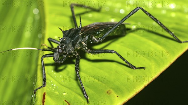 Shield Bug, Chust Bug, Hemiptera, Tropical Rainforest, Napo River Basin, Amazonia, Ecuador, America