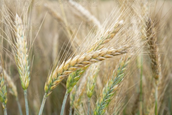 Wheat field. Golden ears of wheat on the field. Background of ripening ears of meadow wheat field. Rich harvest Concept