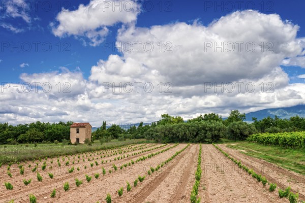 Vineyards Provence
