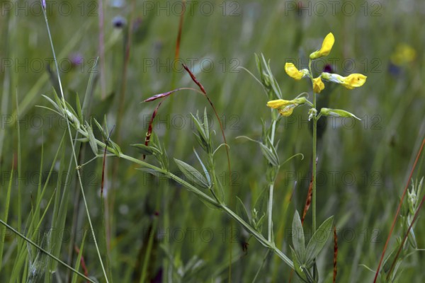 Lathyrus pratensis, Meadow Vetchling, Meadow Pea
