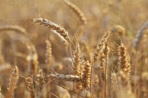 Impressions at the cornfield