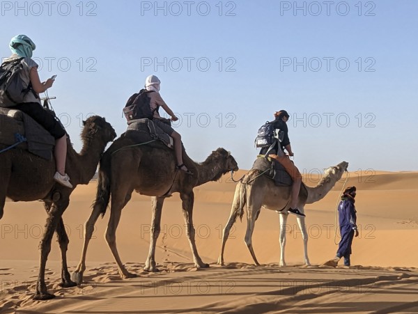 A caravan of dromedaries passing the Sahara desert in the evening, Erg Chebbi in Morocco
